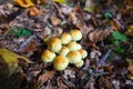 View of a group of mushrooms between dry leaves