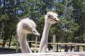 A good shot of an ostrich feeding on a farm Royalty Free Stock Photo