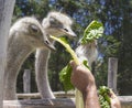 A good shot of an ostrich feeding on a farm Royalty Free Stock Photo