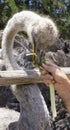 A good shot of an ostrich feeding on a farm Royalty Free Stock Photo