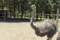 A good shot of an ostrich feeding on a farm Royalty Free Stock Photo