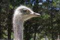 A good shot of an ostrich feeding on a farm Royalty Free Stock Photo