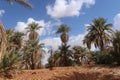 A view of a group of palms in the desert of Algeria