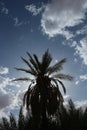 A view of a group of palms in the desert of Algeria