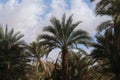 A view of a group of palms in the desert of Algeria