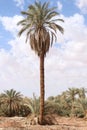 A view of a group of palms in the desert of Algeria