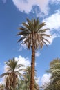 A view of a group of palms in the desert of Algeria