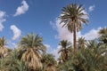 A view of a group of palms in the desert of Algeria