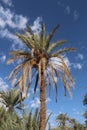 A view of a group of palms in the desert of Algeria