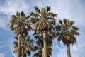 View of a group of palms