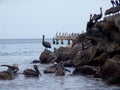 View of a group of Pelicans resting in the seacoast with big rocks