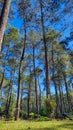 View of a group of pine trees in a park when the sky is clear blue.