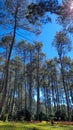 View of a group of pine trees in a park when the sky is clear blue.