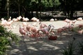 View on a group of pink flamingos Royalty Free Stock Photo