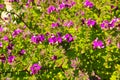 Group of pretty purple flowers in the garden with deep lush green leaves Royalty Free Stock Photo