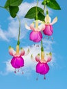 Glorious  purple fuchsias on blue sky Royalty Free Stock Photo