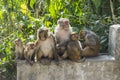 Group of Rhesus macaque Macaca Mulatta monkeys in Swayambhunath, Nepal