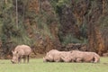 Group of rhinos lying down and one of them eating grass