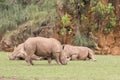 Group of rhinos lying down and one of them eating grass