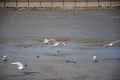 View of a group of seagulls in the muddy shore