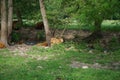 View of a group of sheep foraging near a river