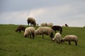 View on a group of sheeps feeding grass and standing on a grass area in rhede emsland germany Royalty Free Stock Photo