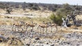 A view of group of springbok