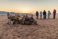 A view of a group of travellers and camels watching the sunrise in the desert landscape in Wadi Rum, Jordan Royalty Free Stock Photo