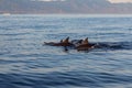 View of a group of wild dolphins swimming in Lovina beach, Bali Royalty Free Stock Photo