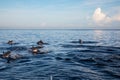 View of a group of wild dolphins swimming in Lovina beach, Bali Royalty Free Stock Photo