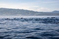 View of a group of wild dolphins swimming in Lovina beach, Bali Royalty Free Stock Photo