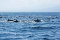 View of a group of wild dolphins Royalty Free Stock Photo