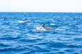 View of a group of wild dolphins Royalty Free Stock Photo