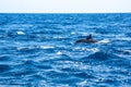 View of a group of wild dolphins