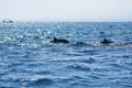 View of a group of wild dolphins Royalty Free Stock Photo