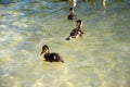 A group of young ducks swims on the surface of a mountain lake Royalty Free Stock Photo