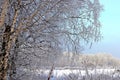 View on a grove through the birch branches in winter time. Royalty Free Stock Photo