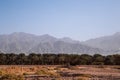 View of grove date palm trees in the desert Israel. Rocky mountains behind the palm trees. Royalty Free Stock Photo