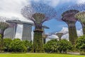 A view of a grove super trees and elevated walkway in the Gardens by the Bay with the Marina Bay Sands hotel in the distance