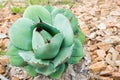 View of growing Agave Parryi Truncata plant, also known as Artichoke Agave Royalty Free Stock Photo