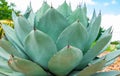 View of growing Agave Parryi Truncata plant, also known as Artichoke Agave Royalty Free Stock Photo