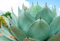 View of growing Agave Parryi Truncata plant, also known as Artichoke Agave Royalty Free Stock Photo