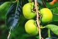 View of growing Persimmon fruits