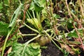 View of a growing rutabaga. Plant in the field. Royalty Free Stock Photo