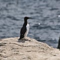 A view of a Guillemot with a Fish Royalty Free Stock Photo