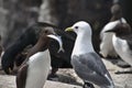 A view of a Guillemot with a Fish Royalty Free Stock Photo