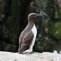 A view of a Guillemot with a fish Royalty Free Stock Photo