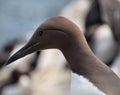 A view of a Guillemot on a rock Royalty Free Stock Photo