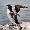 A view of a Guillemot on a rock Royalty Free Stock Photo