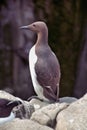 A view of a Guillemot on a rock Royalty Free Stock Photo